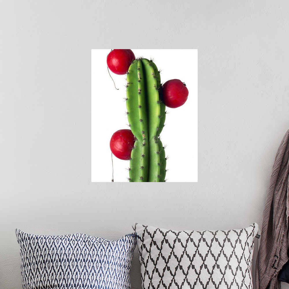 A bohemian room featuring Cluster of red fruit of a cactus commonly grown as a garden plant