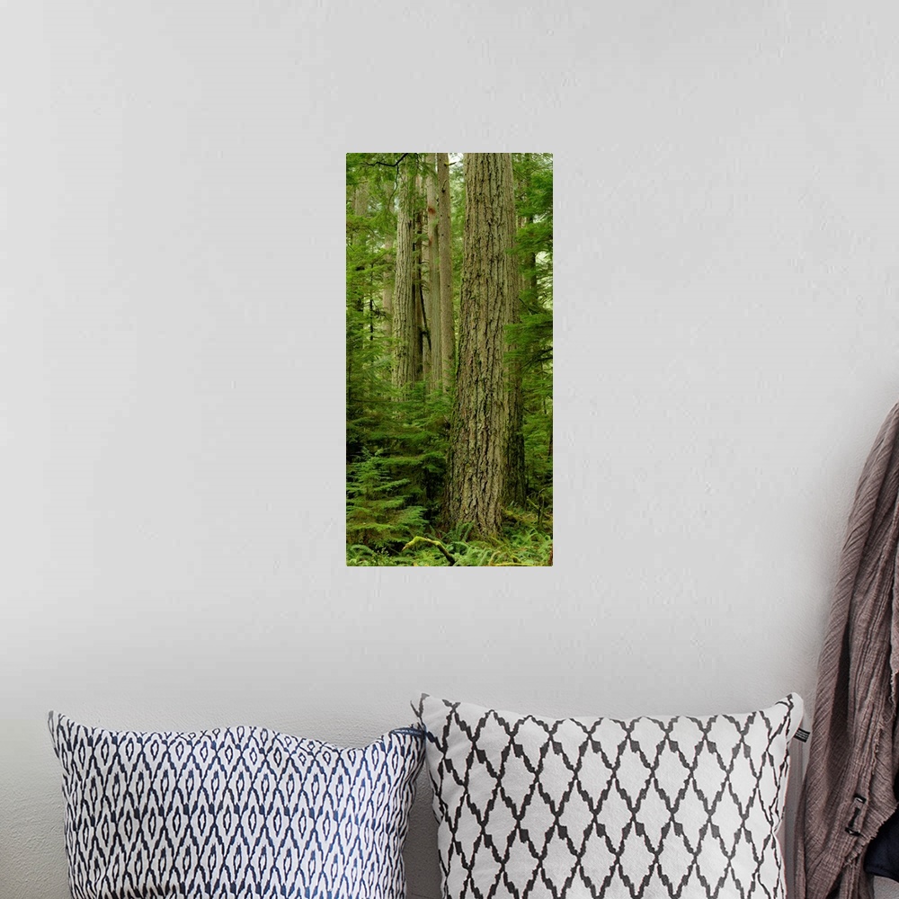 A bohemian room featuring Douglas Firs And Sitka Spruce, Cathedral Grove, British Columbia, Canada