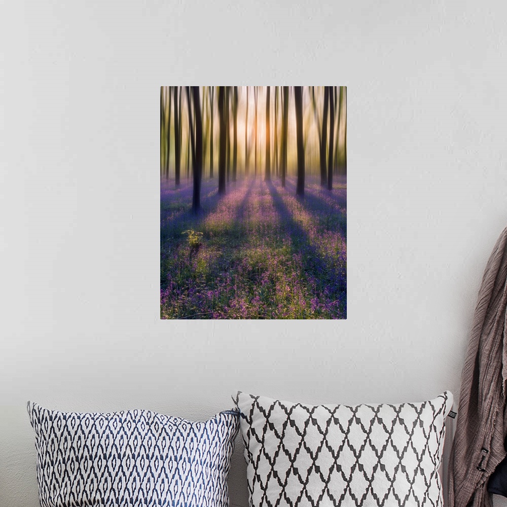 A bohemian room featuring Dreamy bluebell woodland sunrise in spring.
