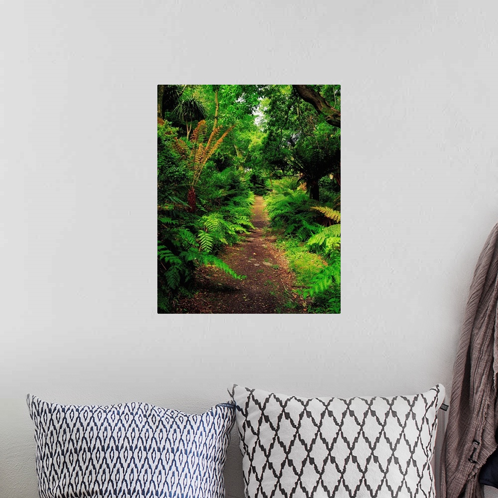 A bohemian room featuring Glanleam, Co Kerry, Ireland; Pathway Lined By Tree Ferns