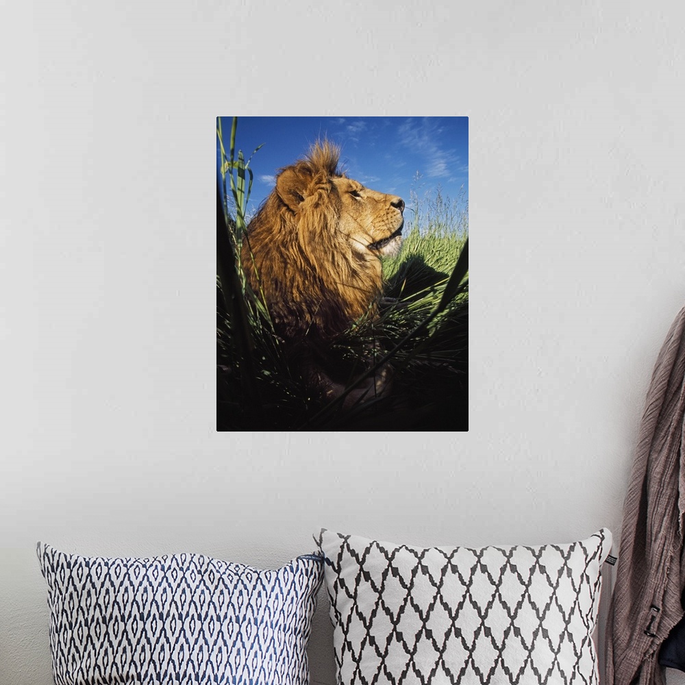 A bohemian room featuring Lion (Panthera Leo) With Big Mane Laying In Tall Green Grass