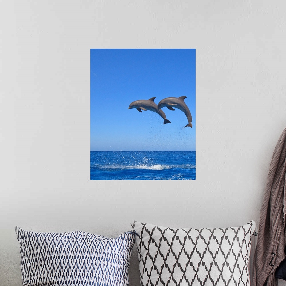 A bohemian room featuring Two Bottlenose Dolphins (Tursiops Truncatus) Jumping In The Sea, Roatan, Honduras