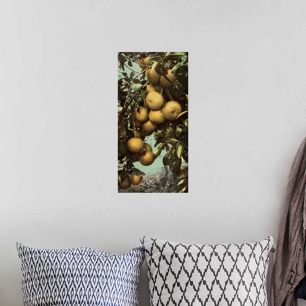 A bohemian room featuring Hand colored photograph of grapefruit.
