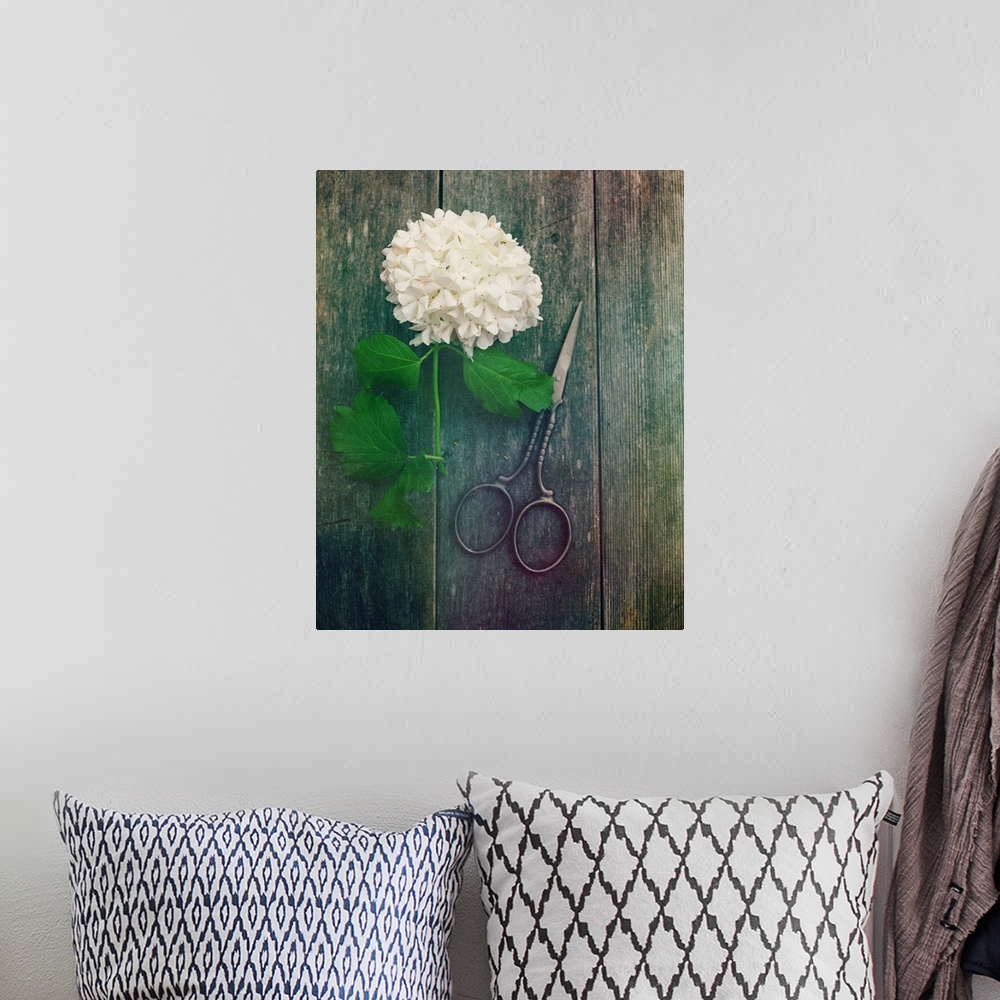A bohemian room featuring Photograph of a freshly cut hydrangea on a wooden background with a pair of scissors.