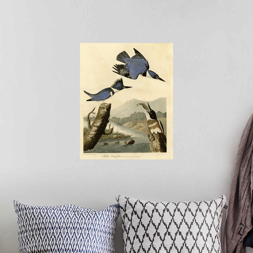 A bohemian room featuring Audubon Birds, Belted Kingfisher