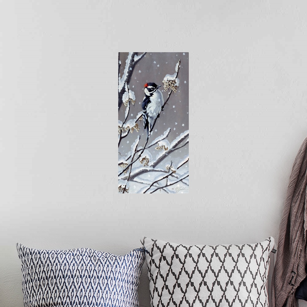 A bohemian room featuring Downy Woodpecker eating berries off a snowy branch.