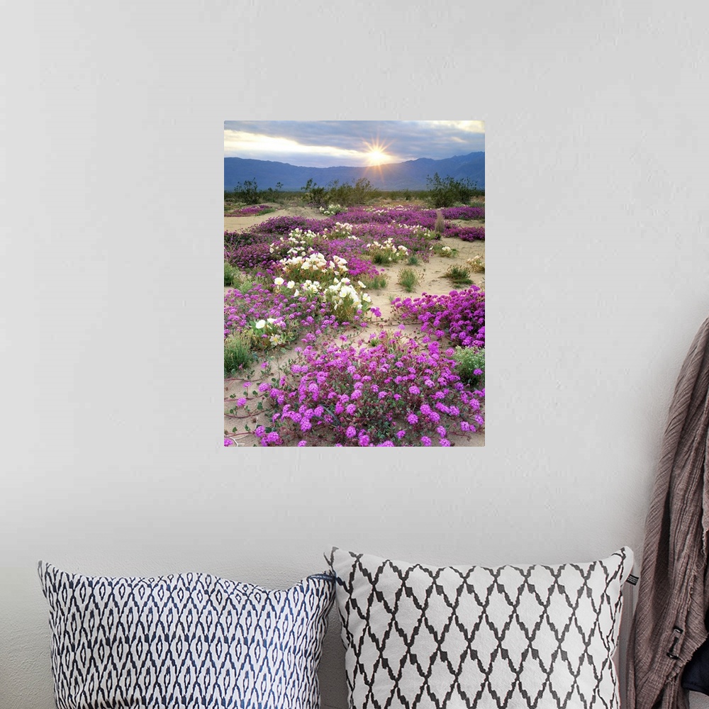 A bohemian room featuring USA, California, Anza-Borrego Desert State Park. Sand verbena and dune primrose wildflowers at su...