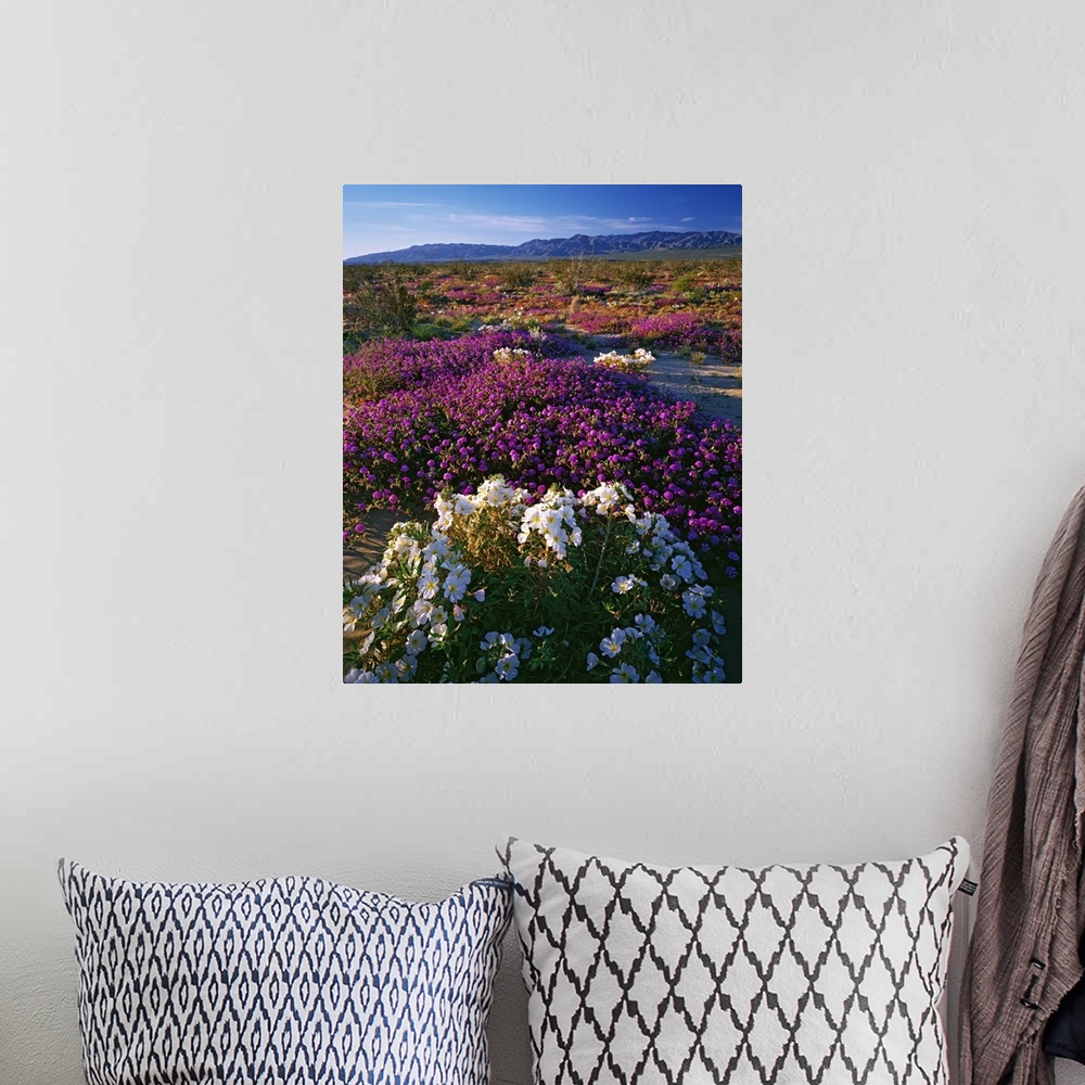 A bohemian room featuring USA, California, Anza-Borrego State Park. Evening primrose and sand verbena in bloom.