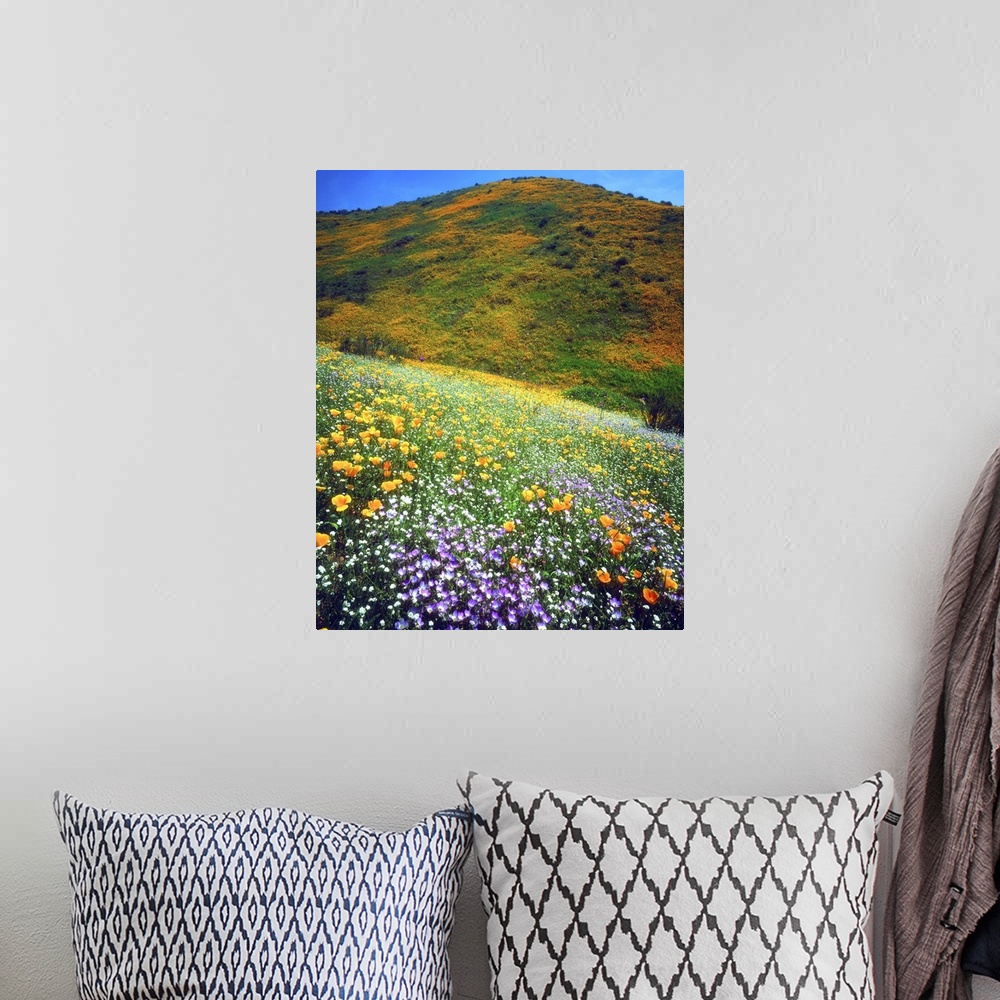 A bohemian room featuring USA, California, Lake Elsinore. Variety of wildflowers covering a hillside.