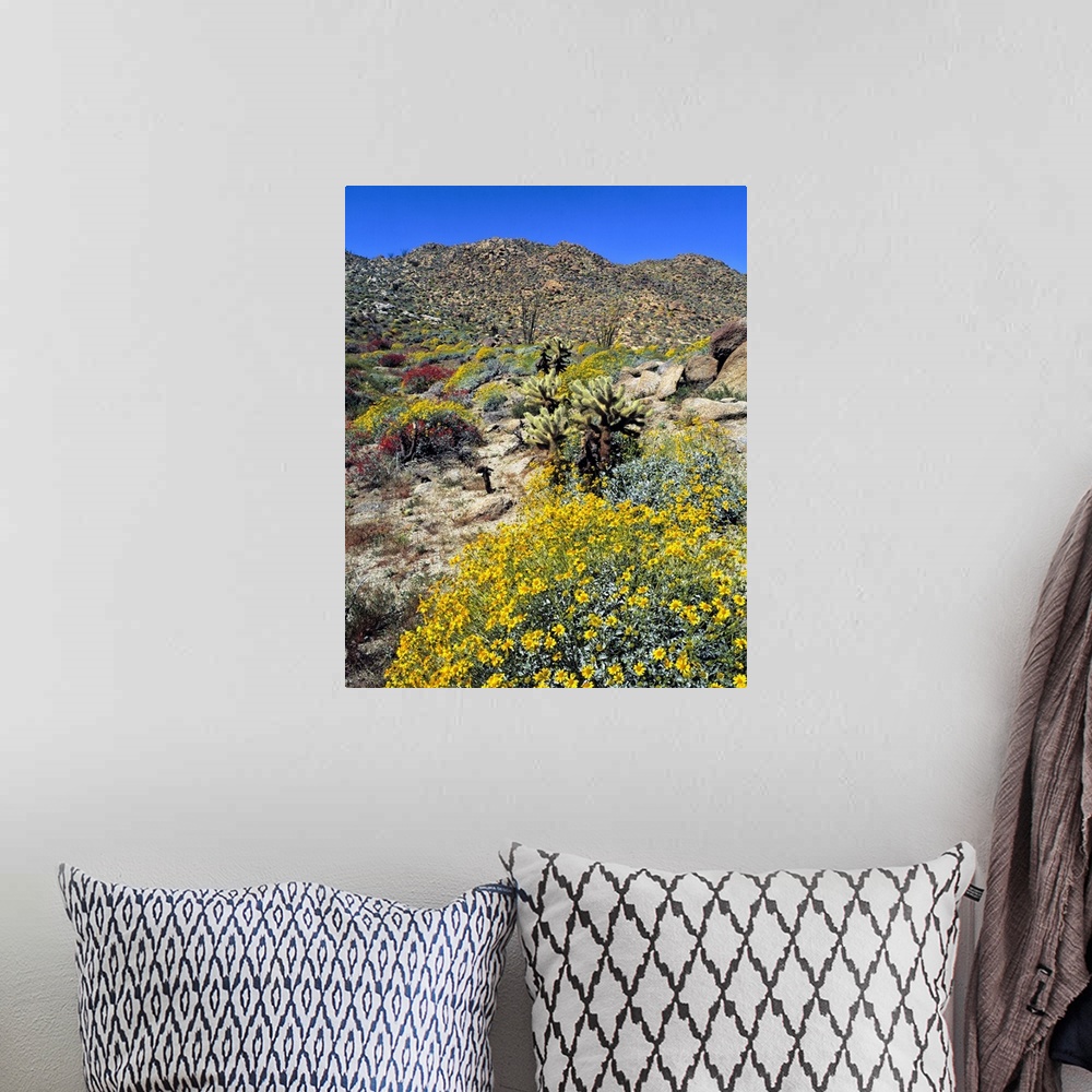 A bohemian room featuring USA, California, Anza-Borrego Desert State Park. Golden brittlebrush grows in the arid soil of An...