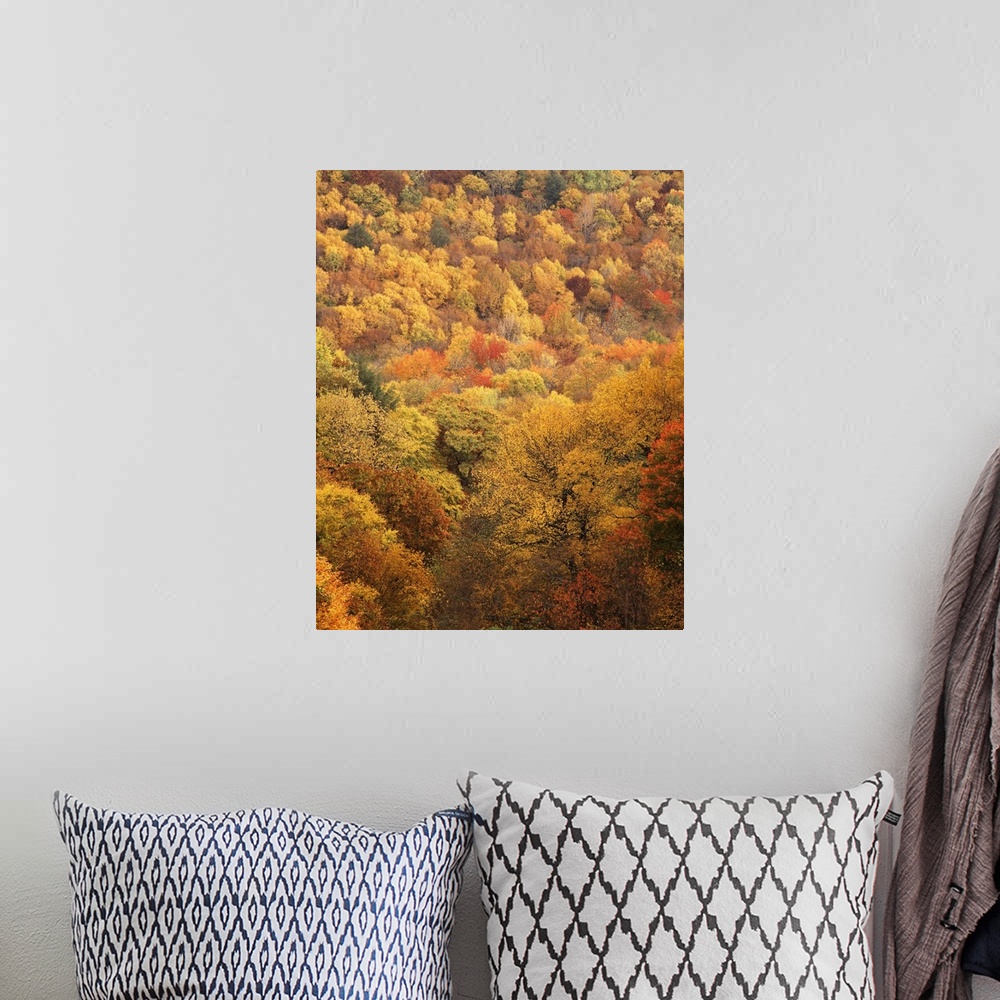 A bohemian room featuring USA, North Carolina, View of Great Smoky Mountains National Park in autumn from Thomas Ridge