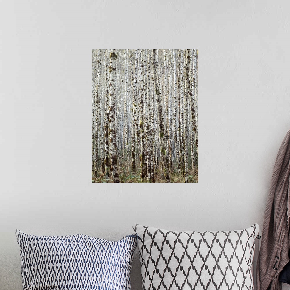 A bohemian room featuring USA, Oregon, Siuslaw National Forest, Red Alder forest