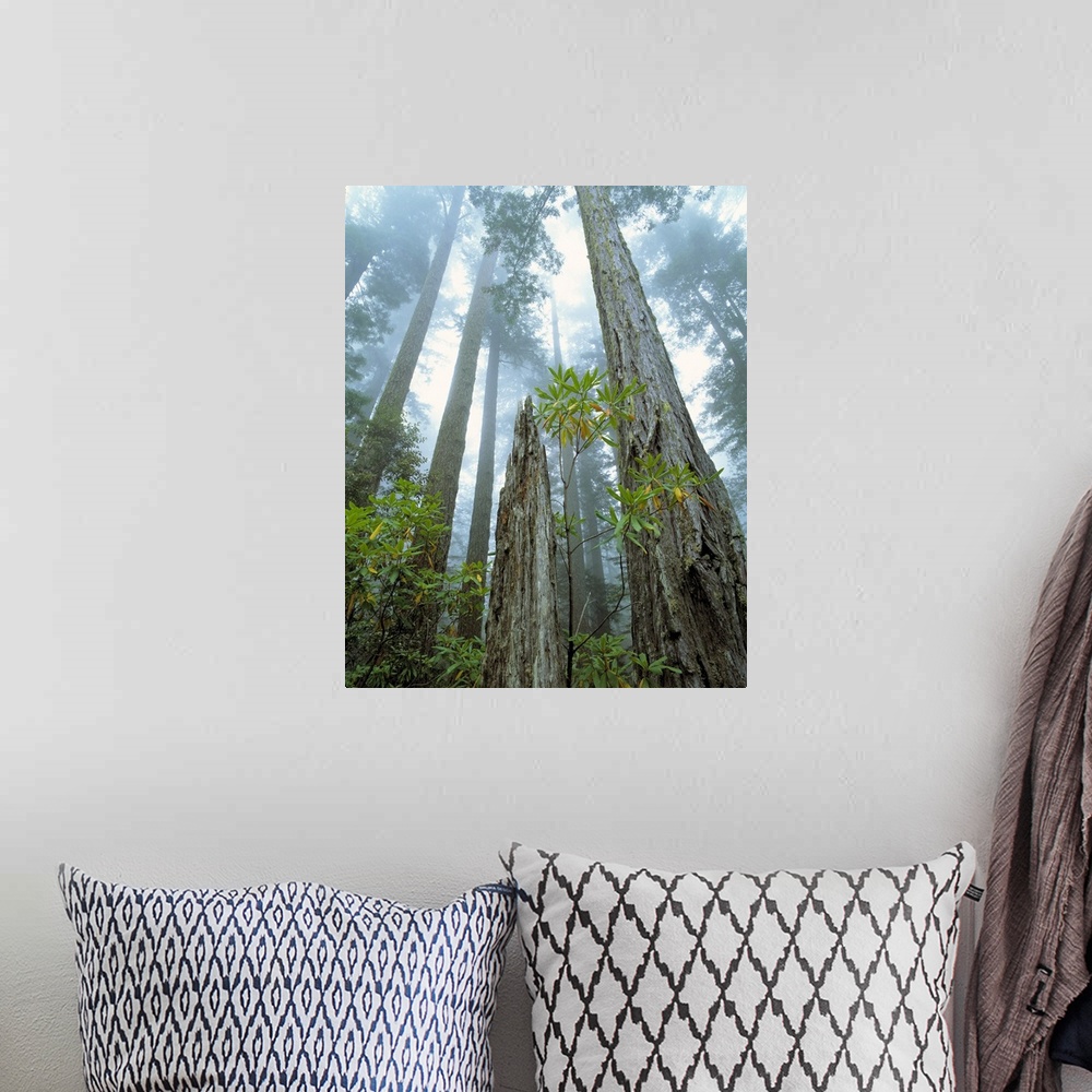 A bohemian room featuring USA, California, Redwood National Park. Redwood trees reach to the misty sky at Redwood National ...
