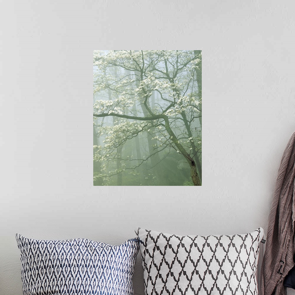A bohemian room featuring USA, Virginia, Shenandoah National Park, Flowering Dogwood in foggy forest.