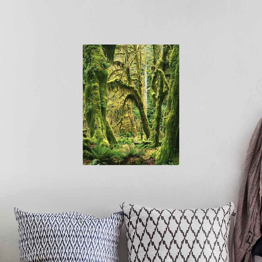 A bohemian room featuring USA, Washington, Olympic National Park, Hoh Rain Forest, Moss covered Bigleaf Maples.
