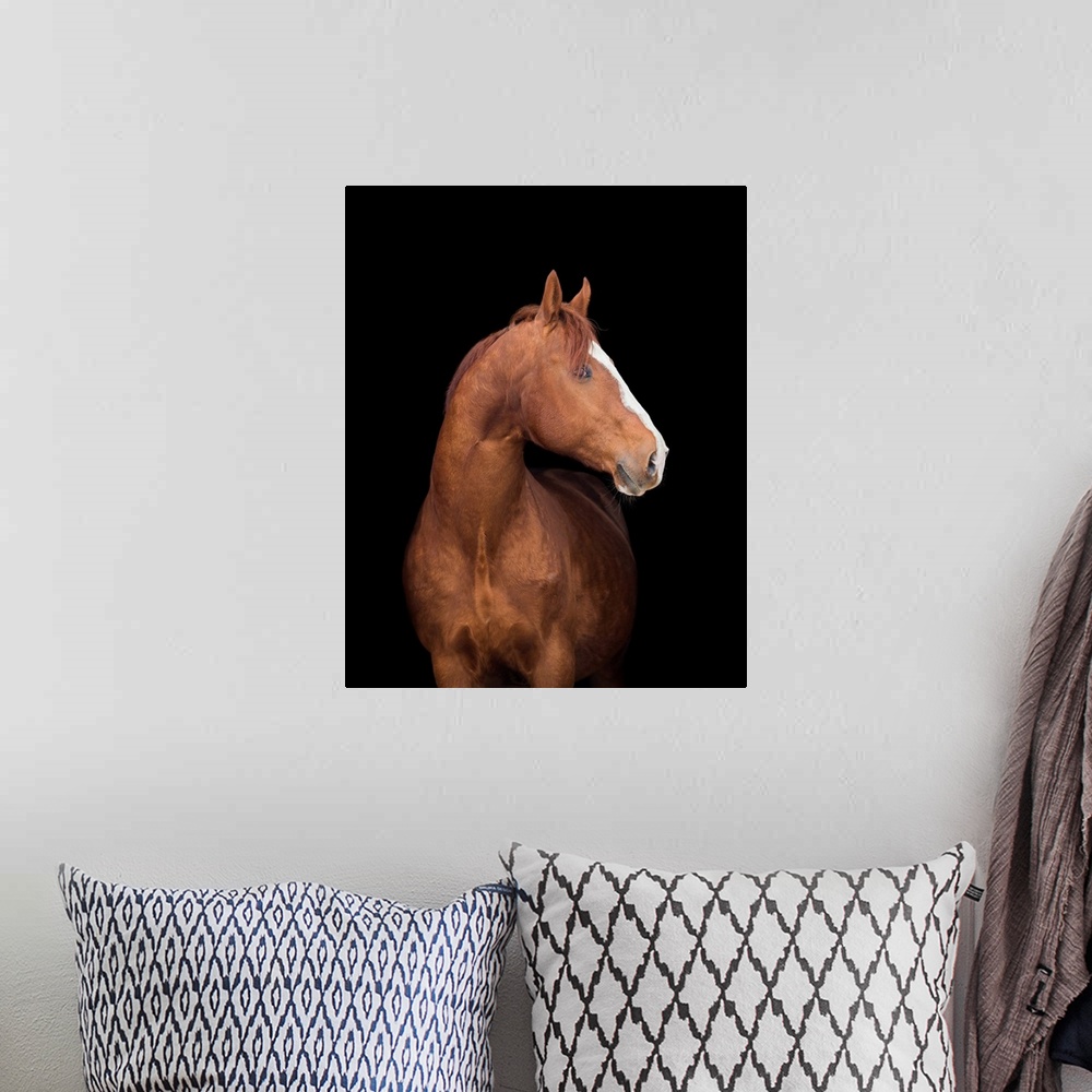 A bohemian room featuring Chestnut Arabian filly horse portrait isolated on black background.