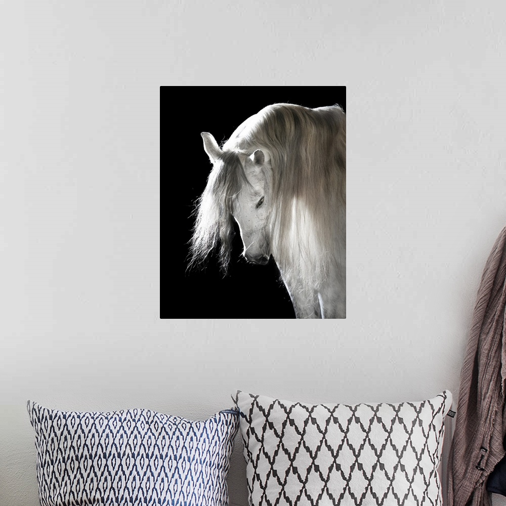 A bohemian room featuring White Andalusian horse on black background.