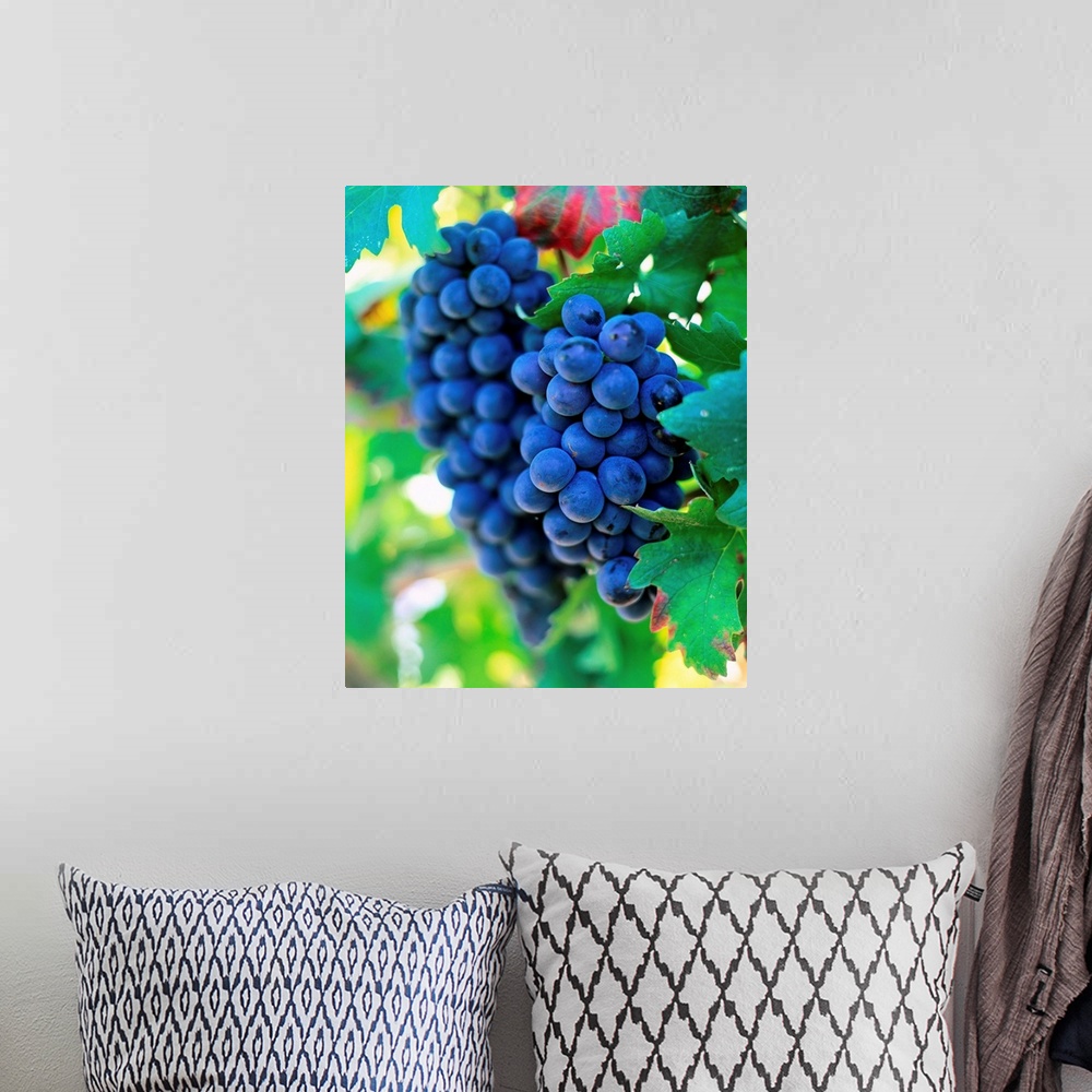 A bohemian room featuring Bunch of grapes