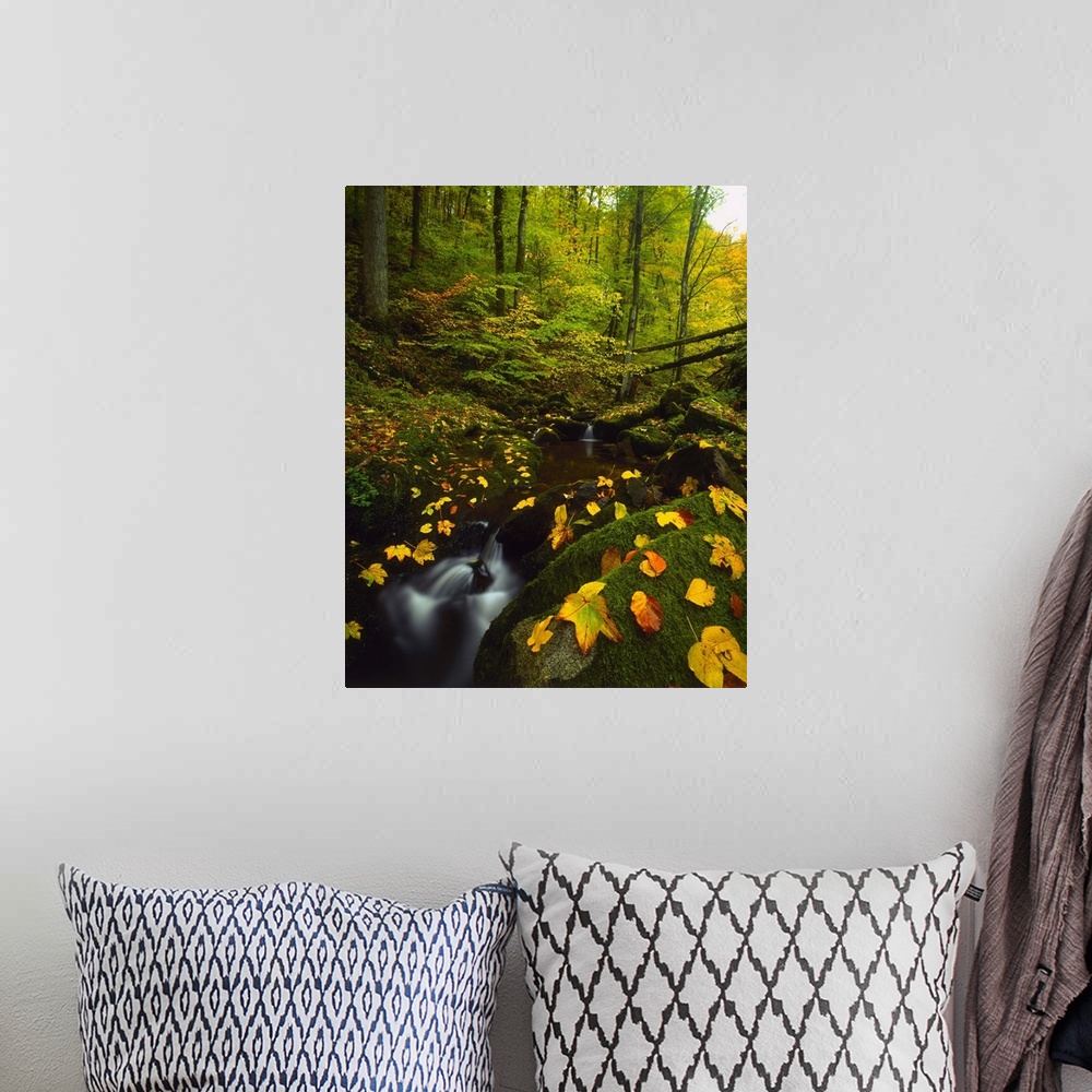 A bohemian room featuring Germany, Baden-Wurttemberg, Black Forest, Stream