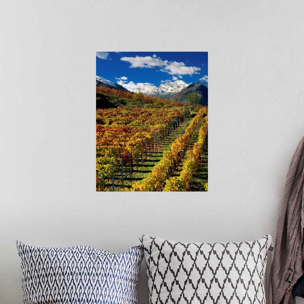 A bohemian room featuring Italy, Valle d'Aosta, The vineyards near Aymavilles