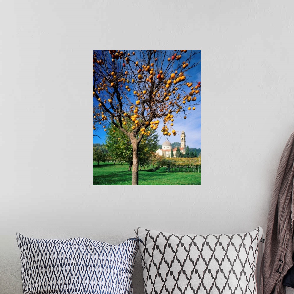 A bohemian room featuring Italy, Veneto, Marano Valpolicella, persimmon tree