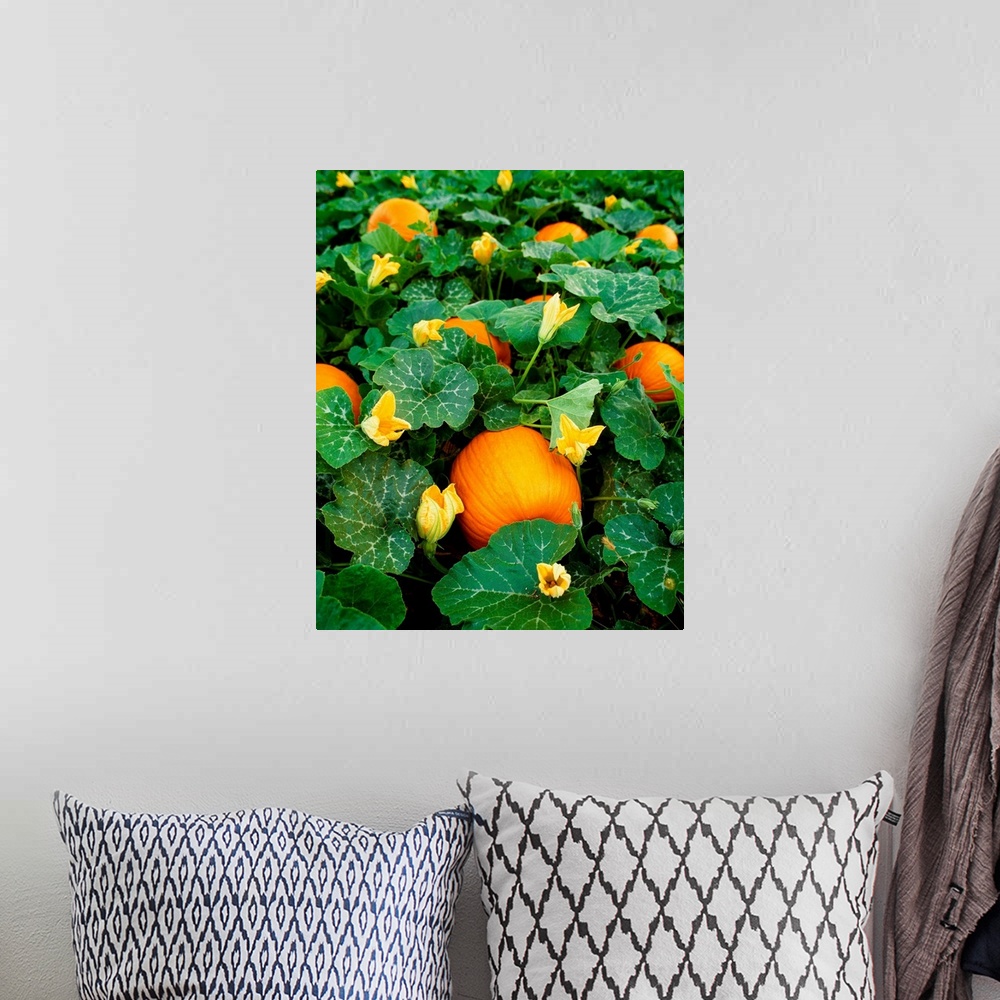 A bohemian room featuring Pumpkin patch