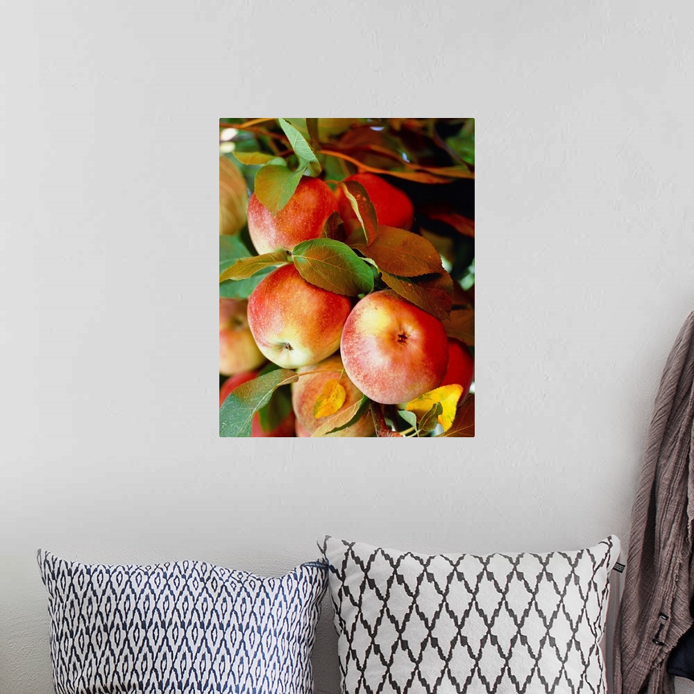 A bohemian room featuring Red apples