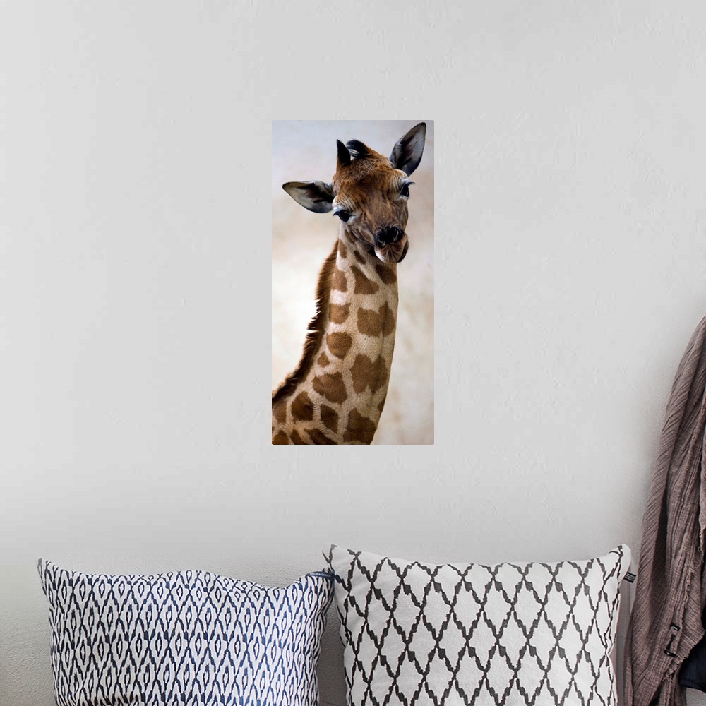 A bohemian room featuring A Baby Giraffe