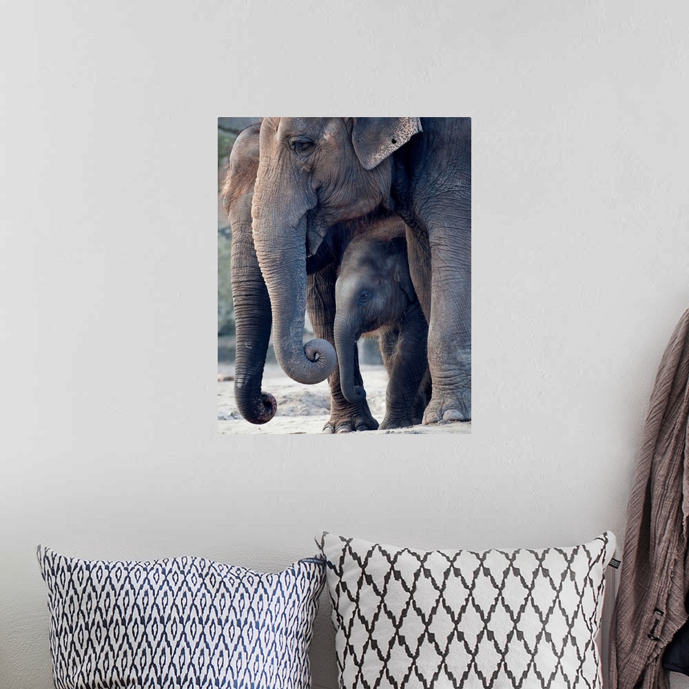 A bohemian room featuring Asian Elephants With Their Baby Standing In Their Zoo Enclosure