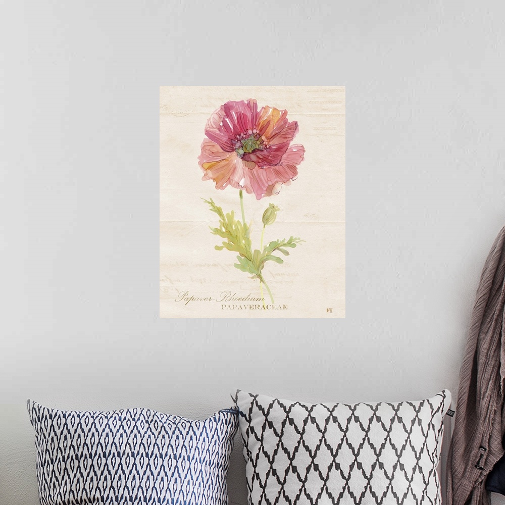 A bohemian room featuring Watercolor painting of a poppy on a neutral colored background with faint text and its scientific...