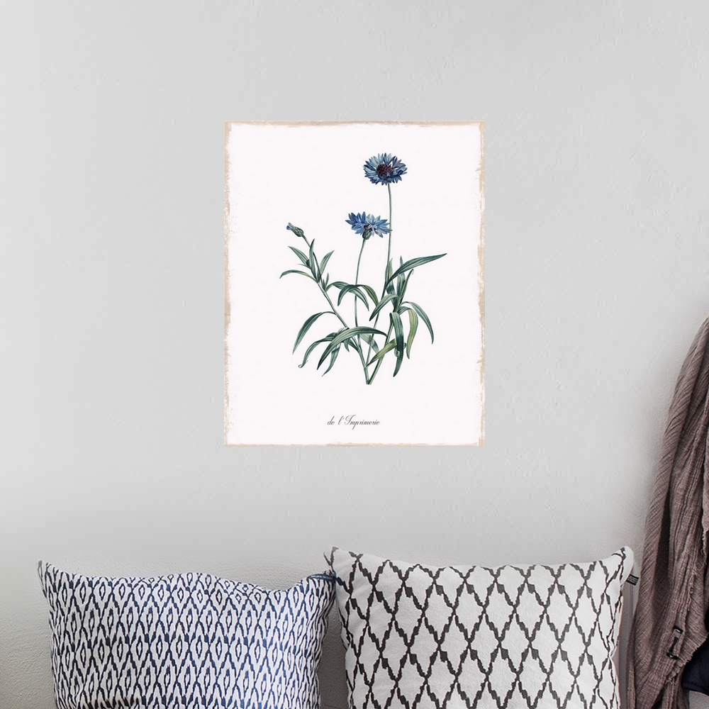 A bohemian room featuring Botanical illustration of a cornflower.