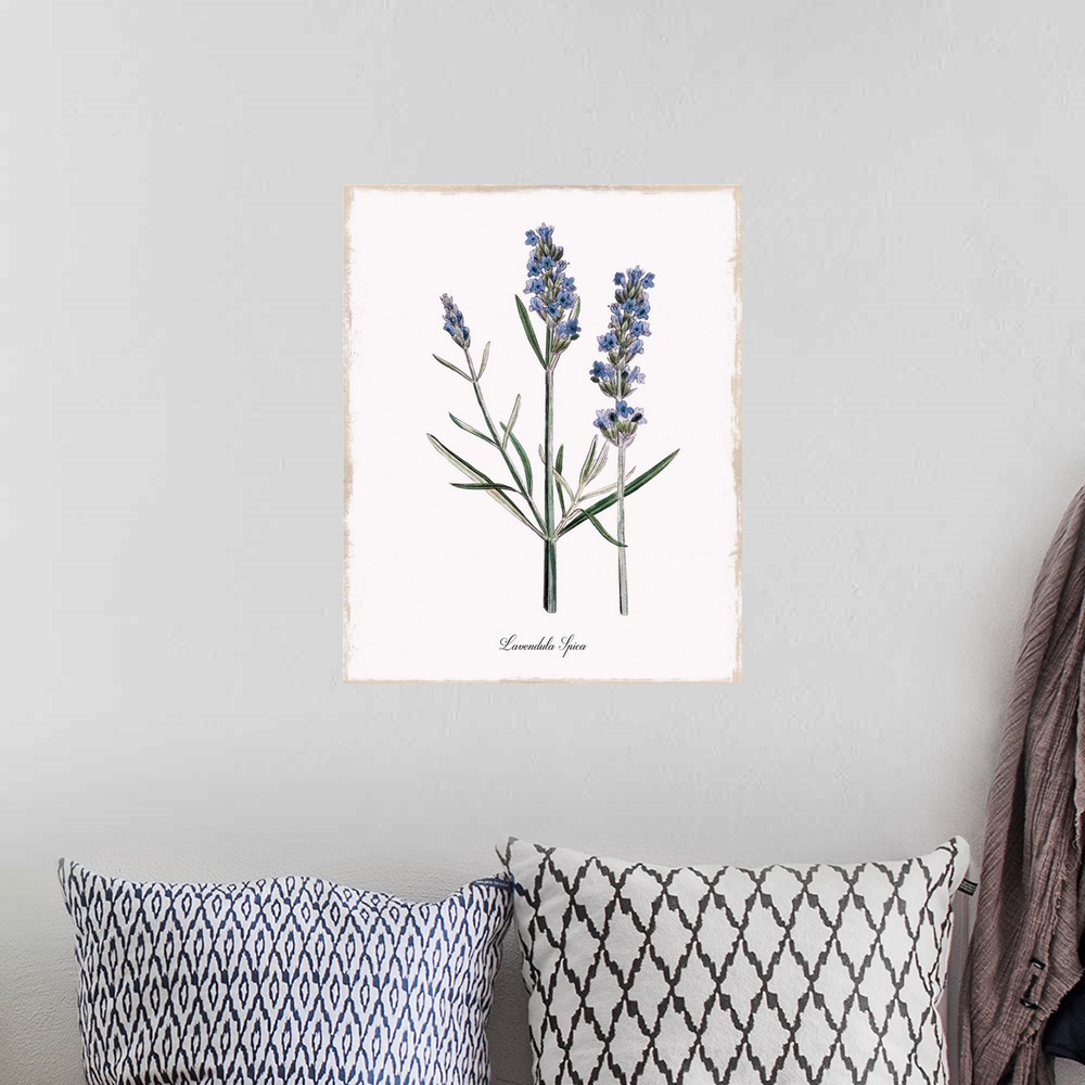 A bohemian room featuring Botanical illustration of lavender.