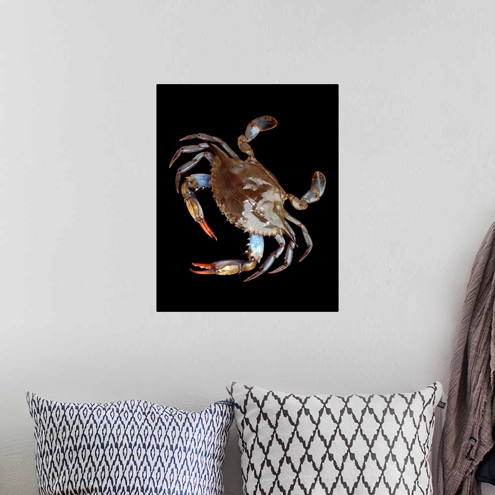 A bohemian room featuring Blue Crab