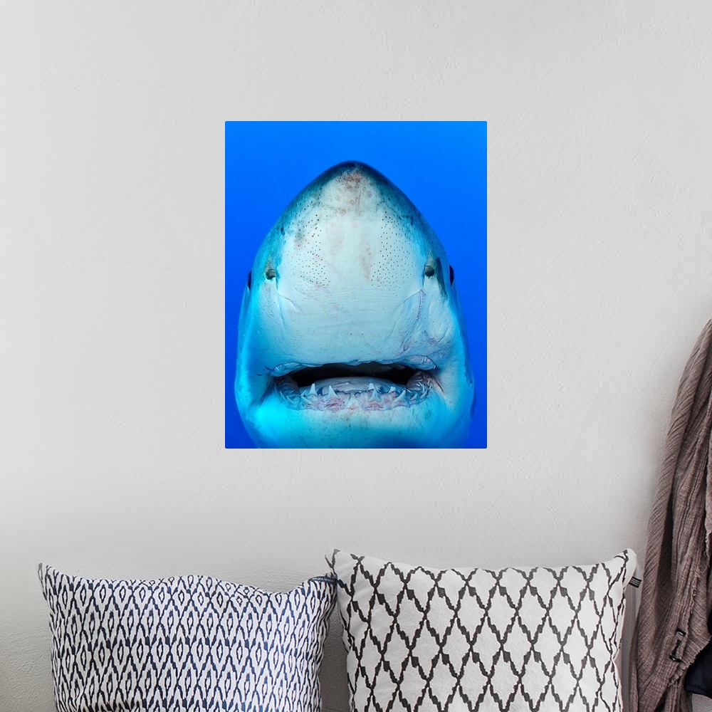 A bohemian room featuring Close up of shark.
