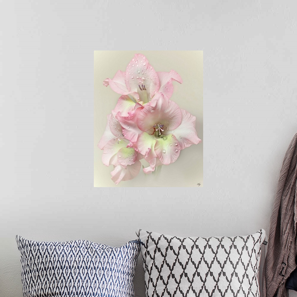 A bohemian room featuring Pink Gladiola with rain drops on light creamy grey background.