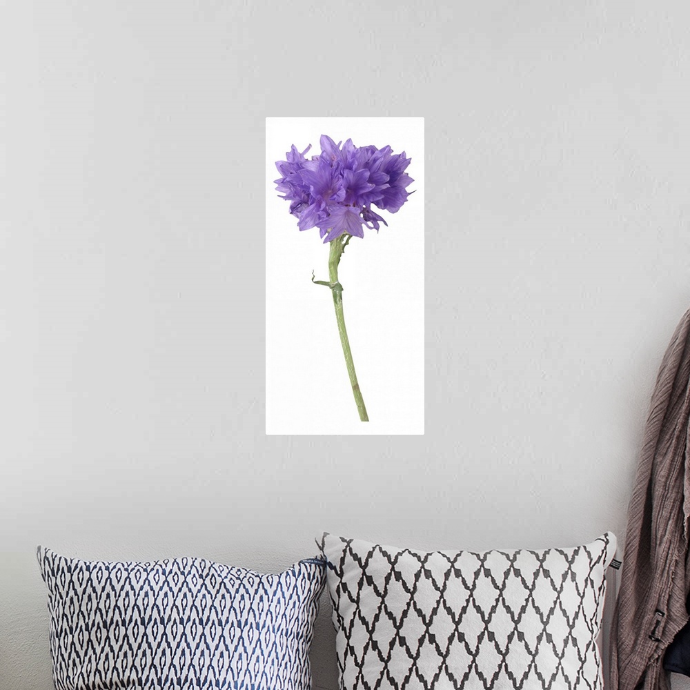 A bohemian room featuring Purple corn flower