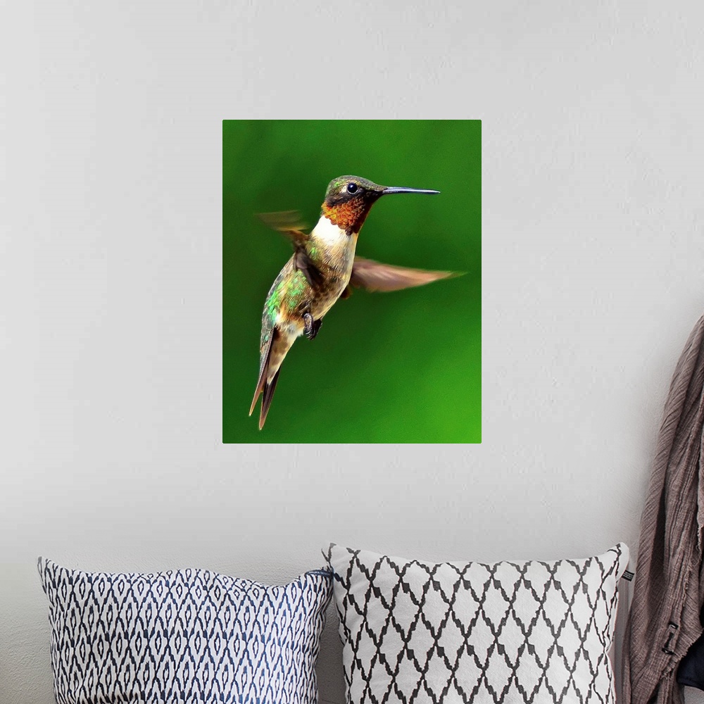 A bohemian room featuring Ruby throated hummingbird in mid-air against green forest background.