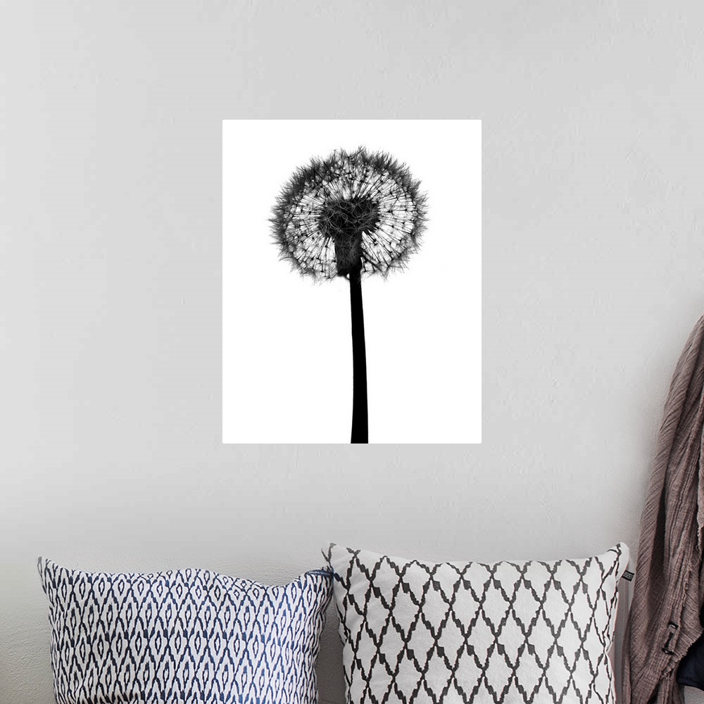 A bohemian room featuring Silhouette of dandelion
