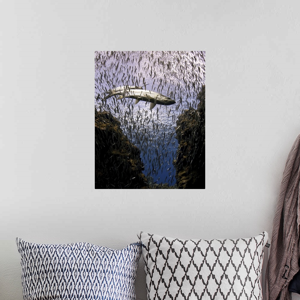 A bohemian room featuring Tarpons in paradise of small fish underwater.