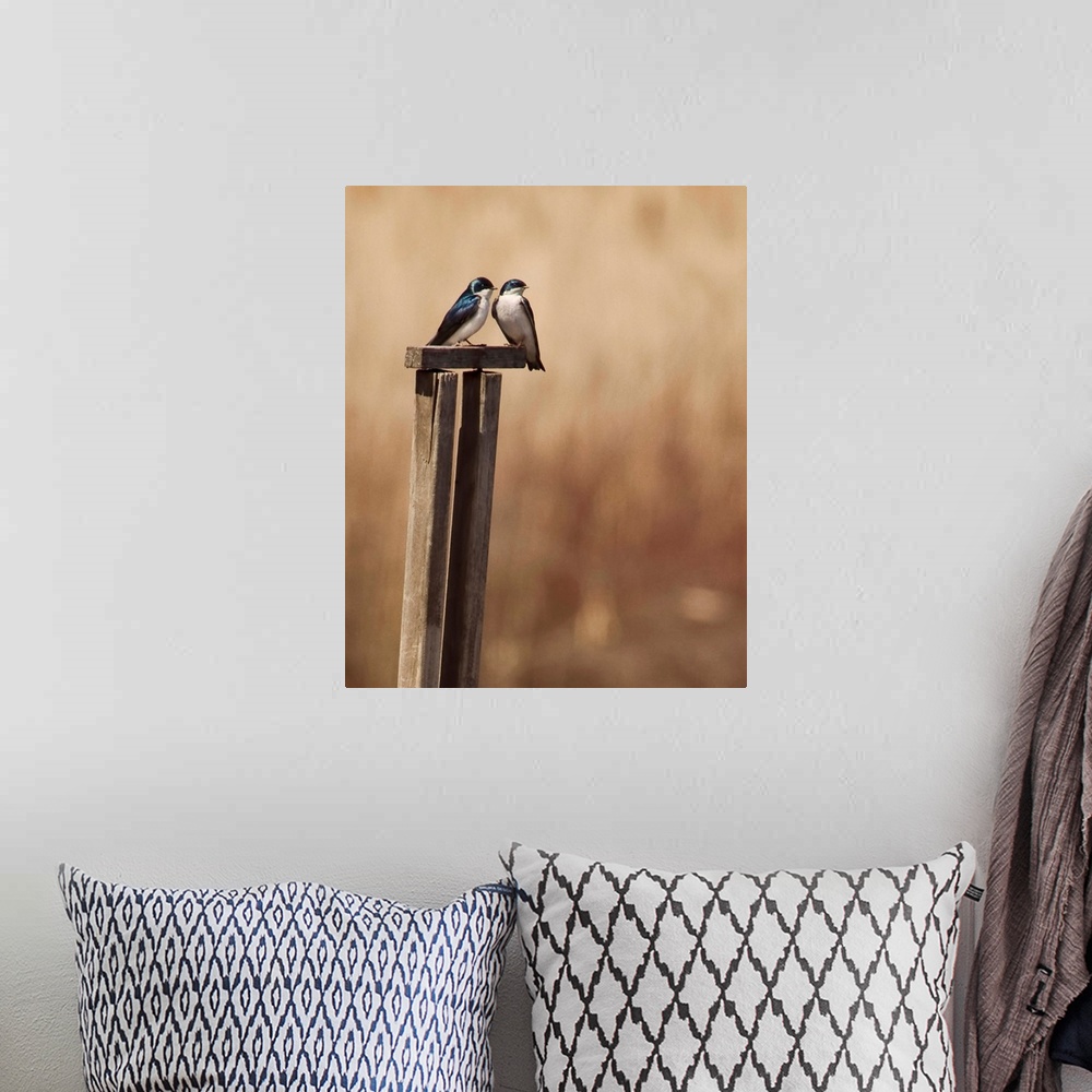 A bohemian room featuring Two cute little tree swallows.