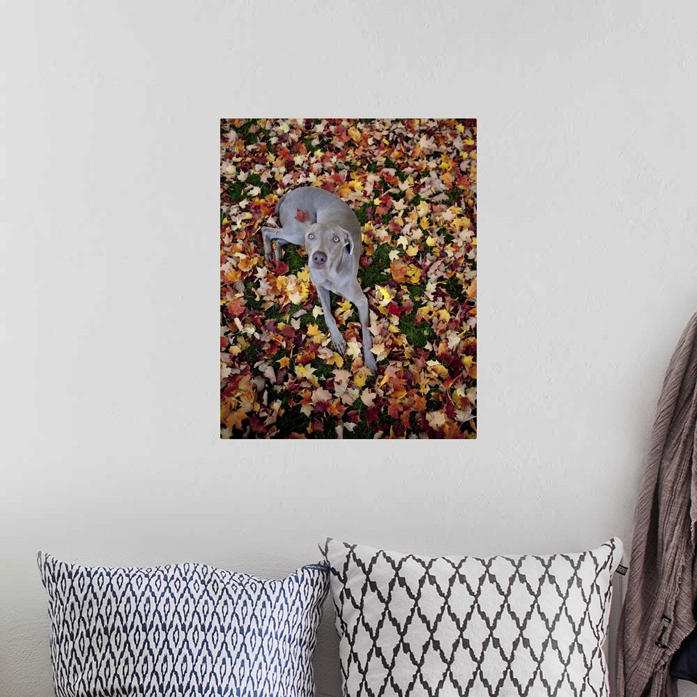 A bohemian room featuring Weimaraner resting on a bed of leaves, centerfold style, with one leaf stuck to his back as he lo...