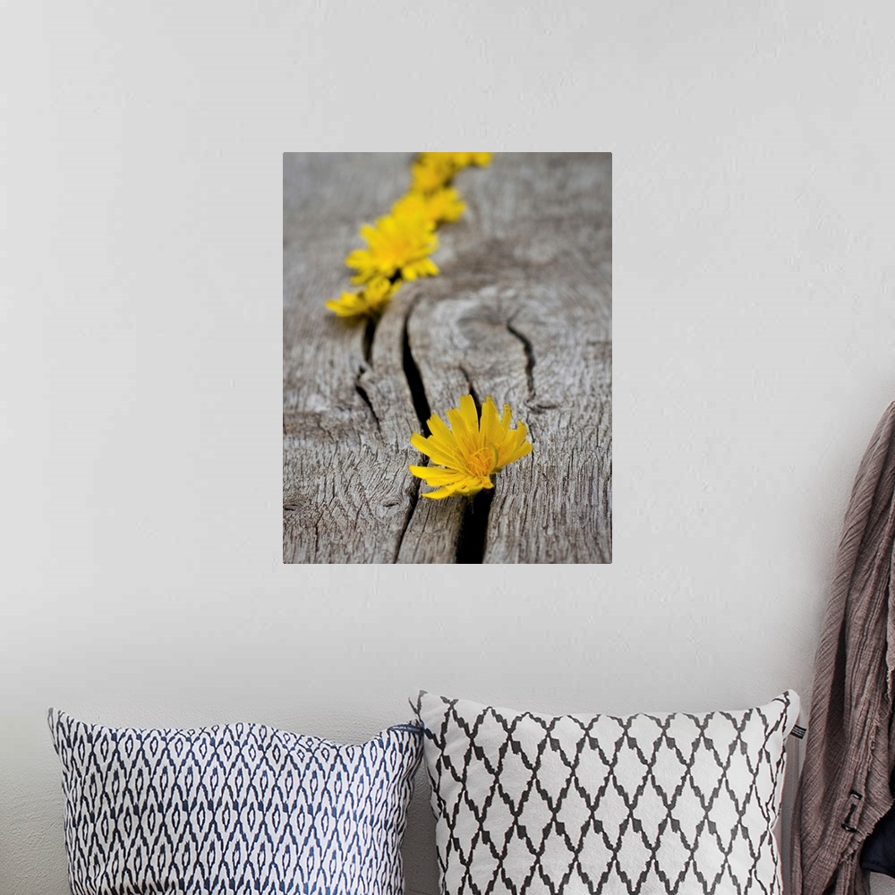 A bohemian room featuring Yellow dandelion heads all lined up in cracks on wooden bench.