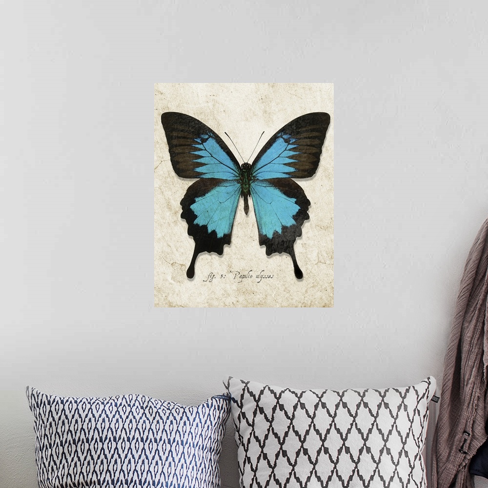 A bohemian room featuring Blue Mountain Butterfly