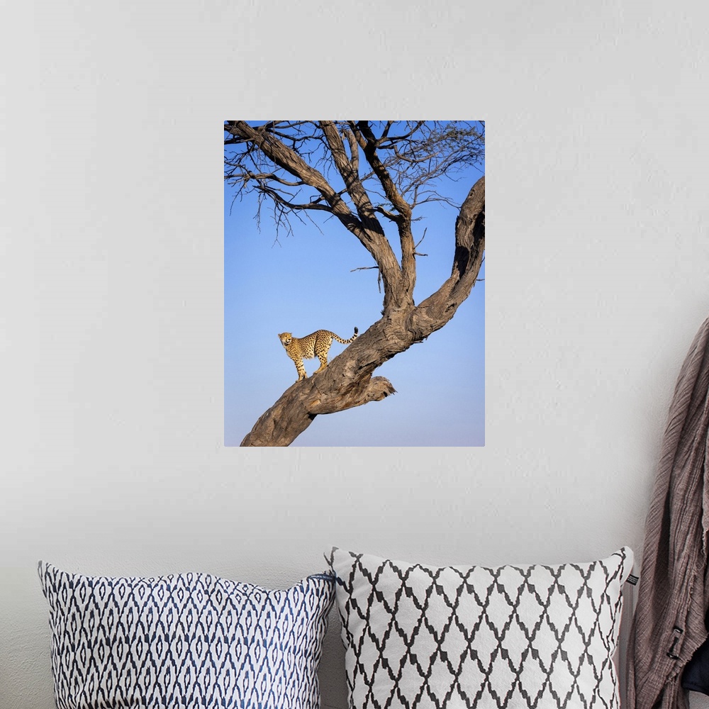 A bohemian room featuring Cheetah in tree, Savuti, Chobe National Park, Botswana
