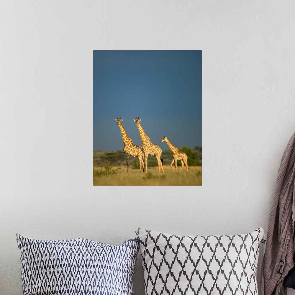 A bohemian room featuring Giraffe Herd, Kalahari Desert, Botswana