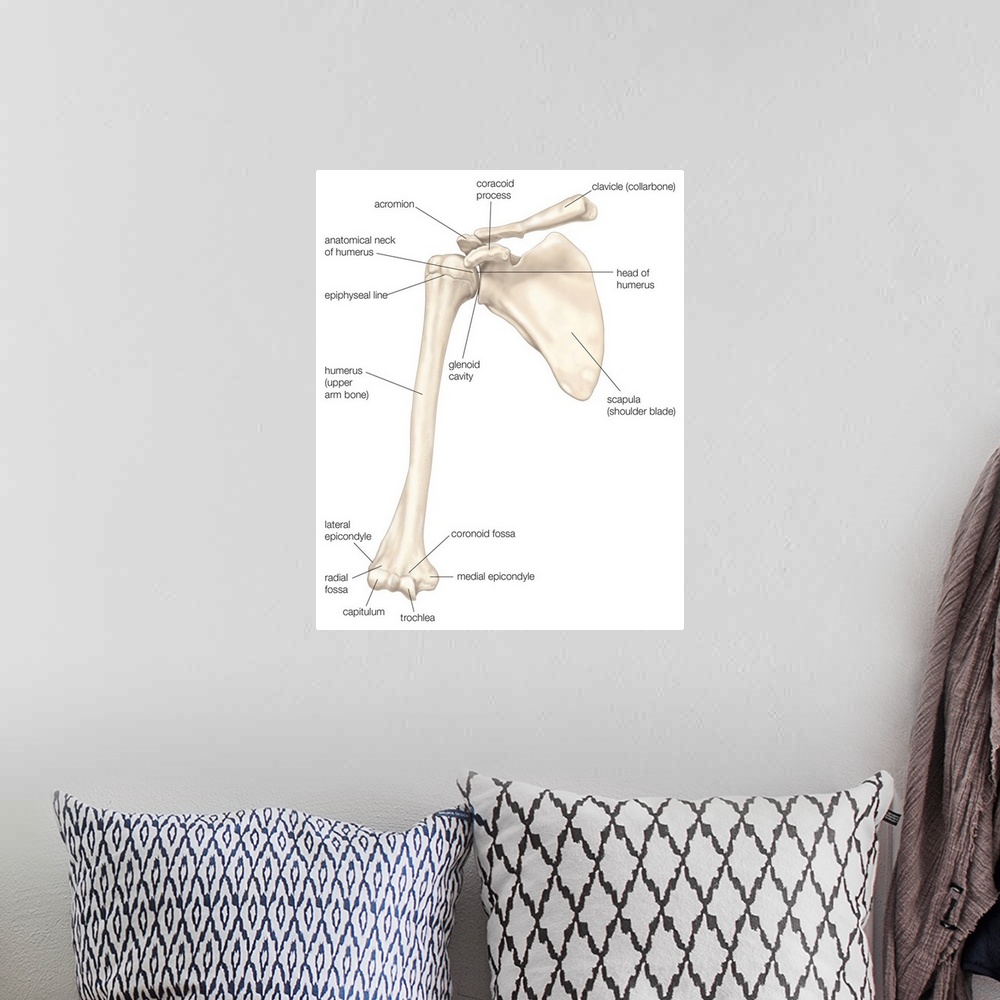 A bohemian room featuring Bones of the shoulder - anterior view. skeletal system