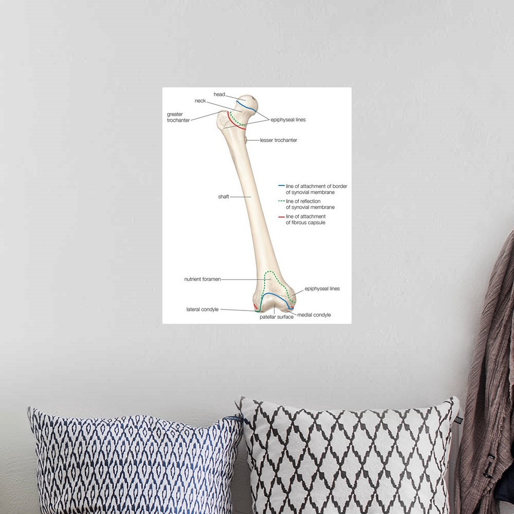 A bohemian room featuring Femur - anterior view. skeletal system