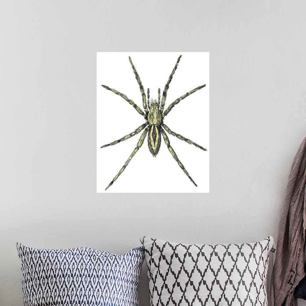 A bohemian room featuring Wolf Spider (Lycosa Communis)