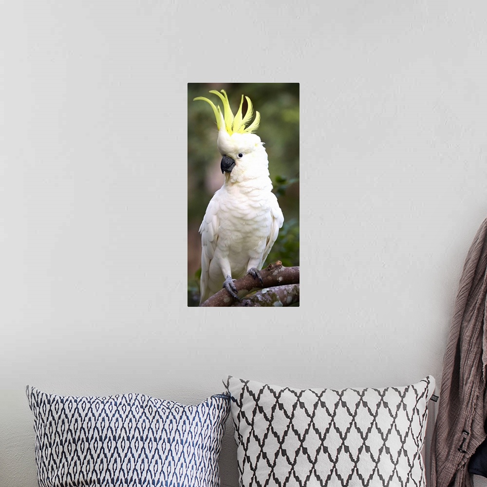 A bohemian room featuring Sulphur-crested Cockatoo (Cacatua galerita) displaying with crest erected, Magnetic Island, Queen...