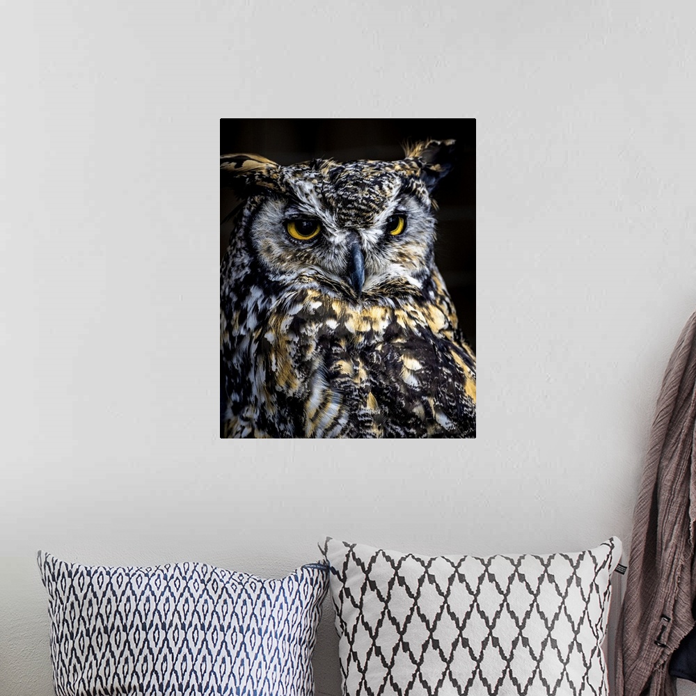 A bohemian room featuring Close-in portrait of a magnificent Great Horned Owl surveying the Canadian forest environment.